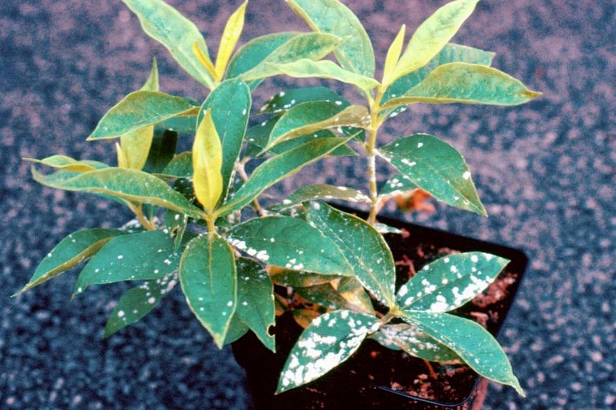 Powdery mildew on Phlox - image: AHDB