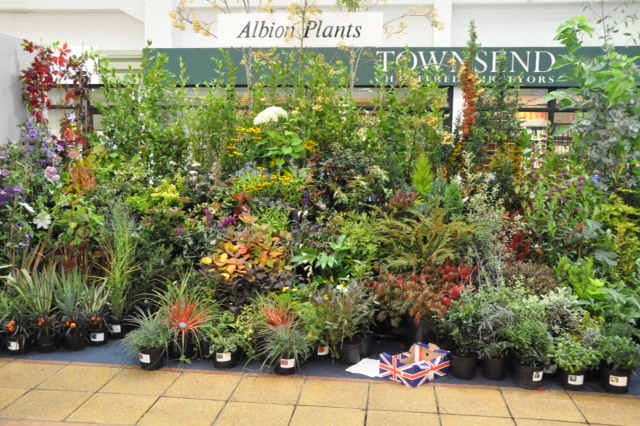 Albion Plants