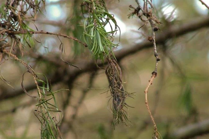 Phytophthora ramorum - image: Forest Research