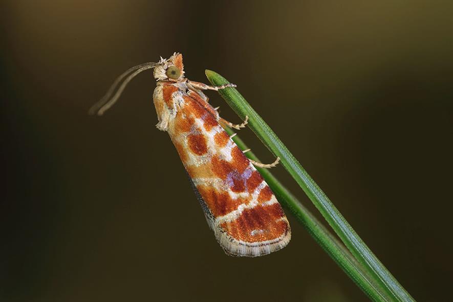 Alert Pine shoot moth Horticulture Week