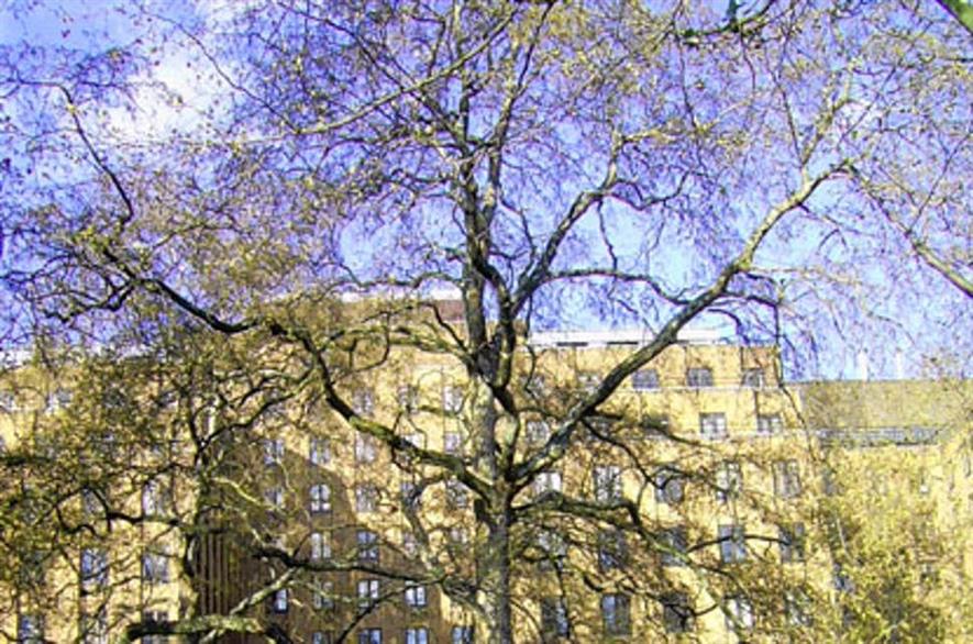 Berkeley Square plane