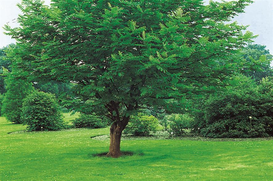 Pterocarya: a tree that is rarely planted in the UK
