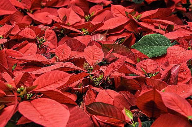 Poinsettias are the focus of a BPOA/AHDB event