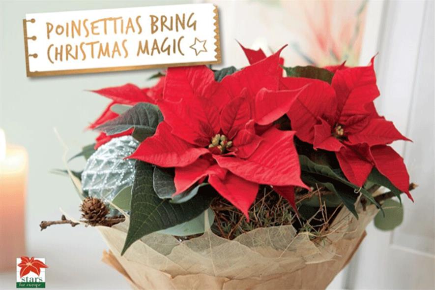 What Are The Prospects For The Poinsettia Market In 2020 Horticulture Week