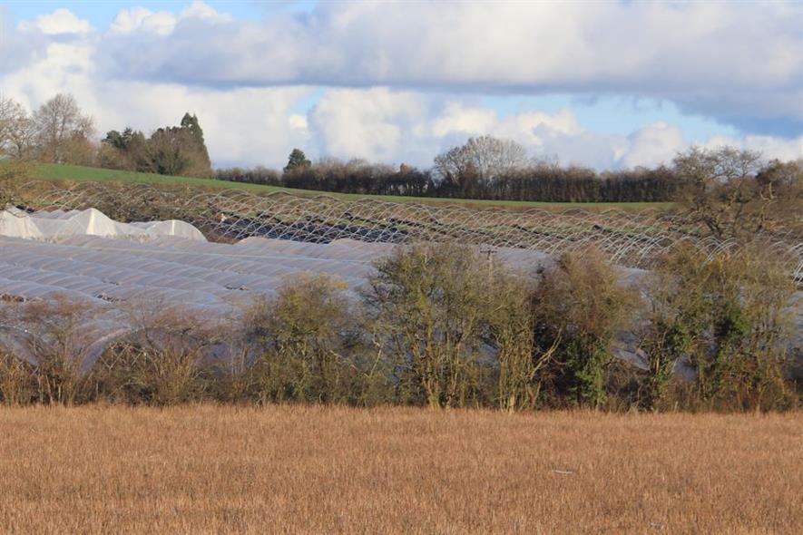 Existing polytunnels in Herefordshire - image:HW
