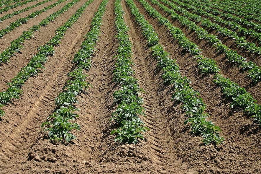 Potato crops - image: Pixabay