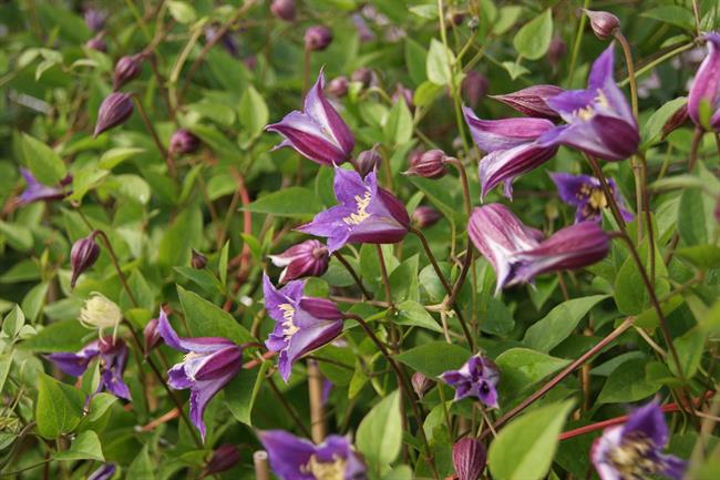 Prince William clematis - image: Thorncroft Clematis