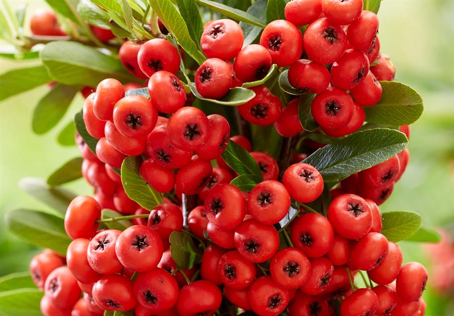 Wyevale Nurseries Introduce Pyracantha Horticulture Week