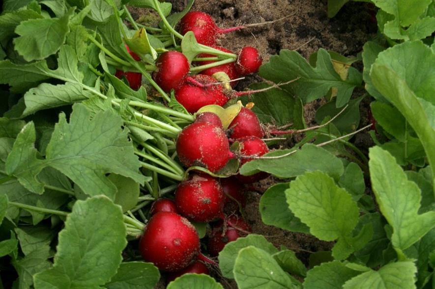 Britishgrown radishes hit shops early Horticulture Week