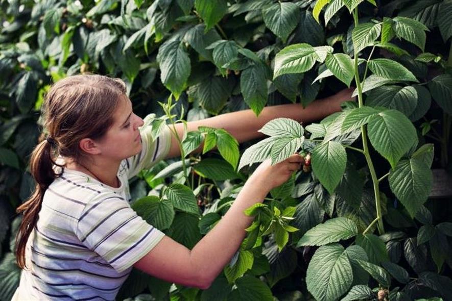 Image: Castleton Fruit Farm