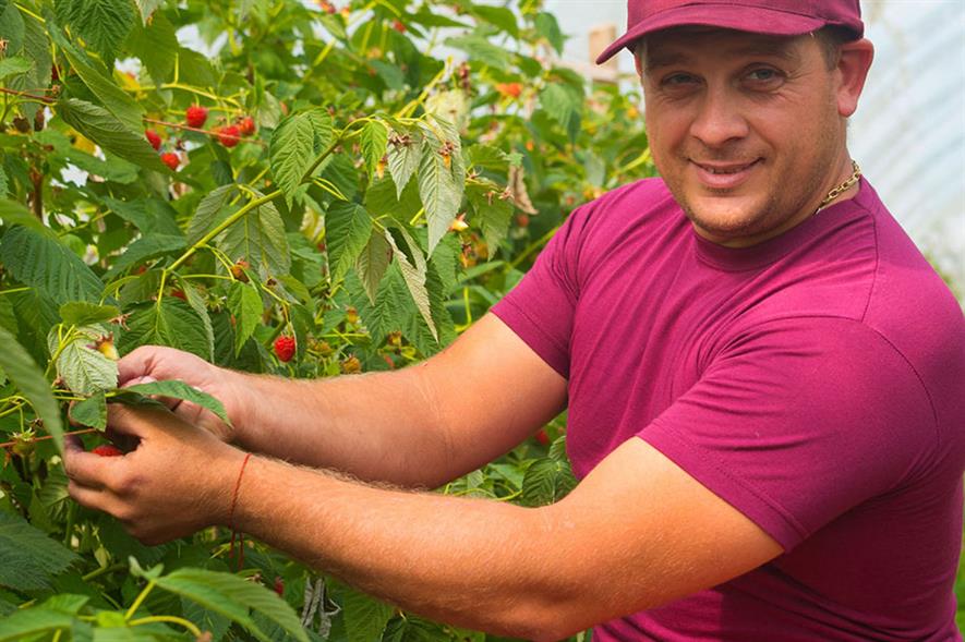 Raspberry picking - image: The Fruitery