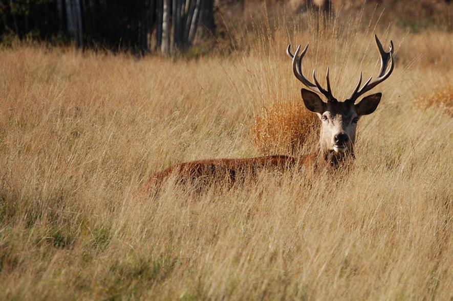 Red deer in a field of grass