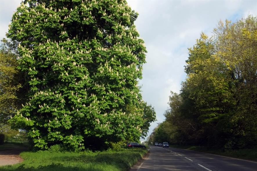A roadside horse chestnut in West Sussex - image: David Smith (CC BY-SA 2.0)
