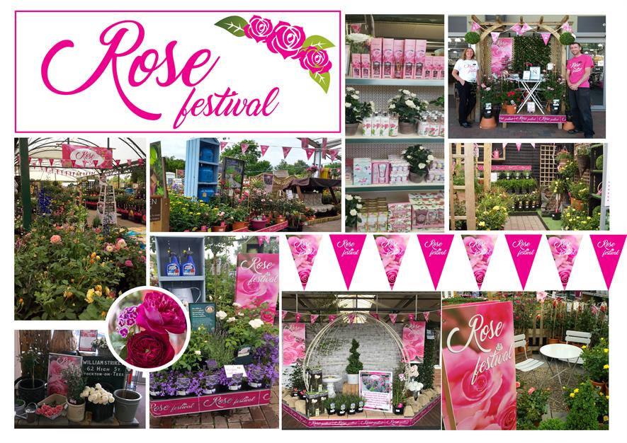 Garden centre rose festival lifts sales by 130 Horticulture Week