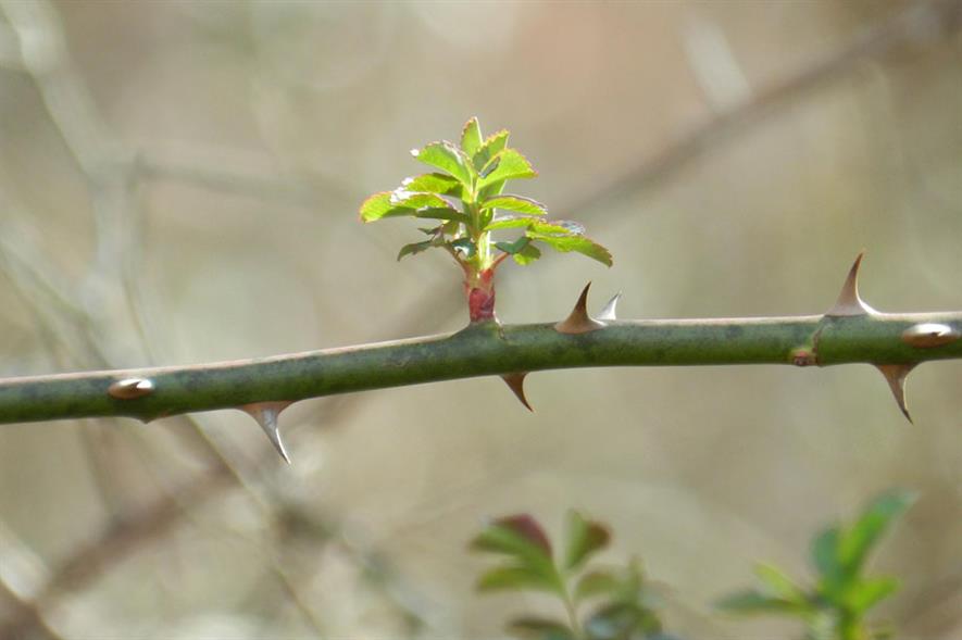 New plant growth regulator Configure stimulates natural cell division