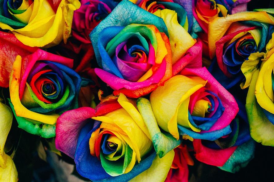 Dyed rose: credit Pixabay