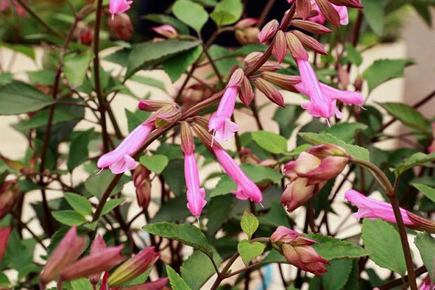 Salvia Wishes and Kisses