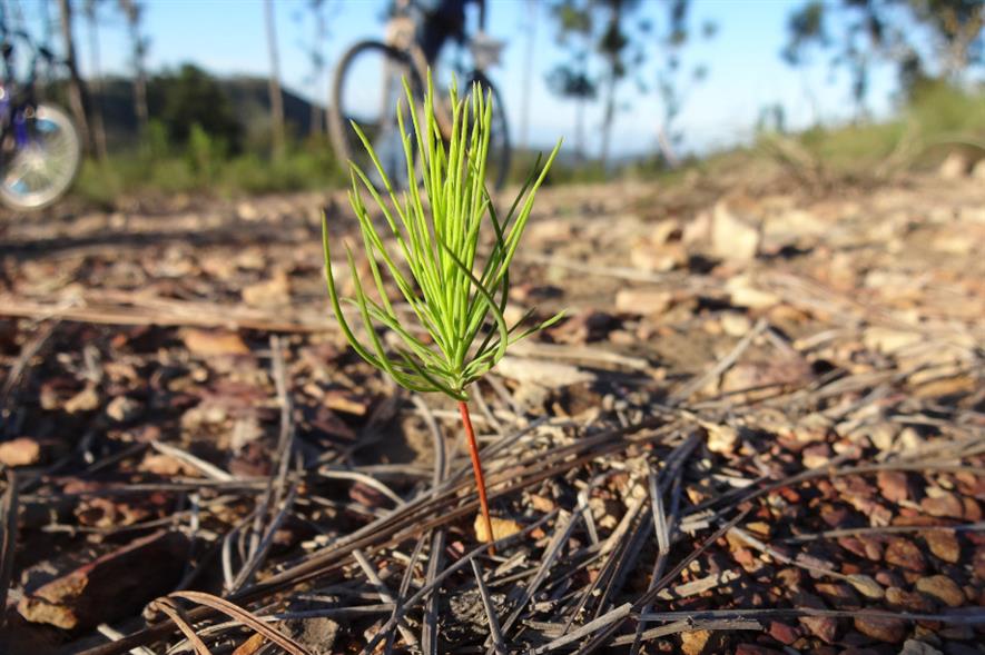 RTPI has called for ‘intelligent’ tree planting targets that look at the quality and type of trees - credit: Pixabay
