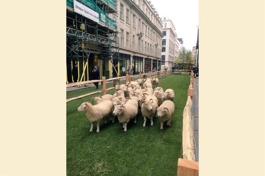 The sheep explore Savile Rowe. Image: Landform Consultants
