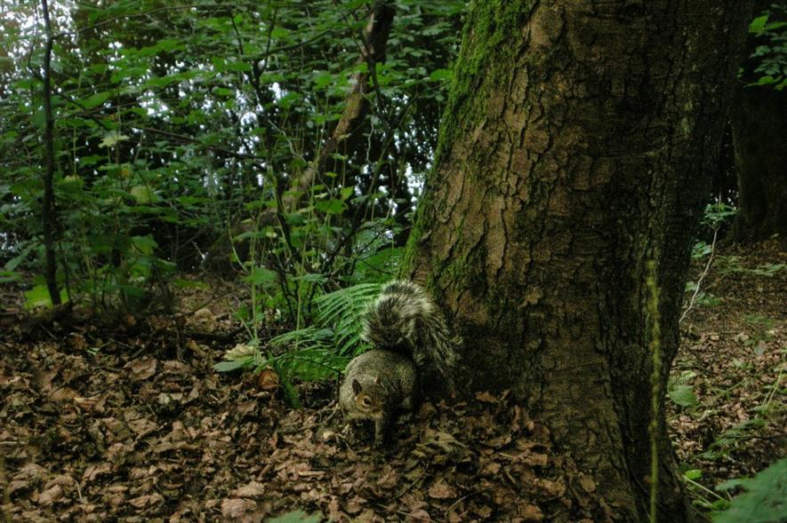 Scotland's trees under threat. Image: Pixabay