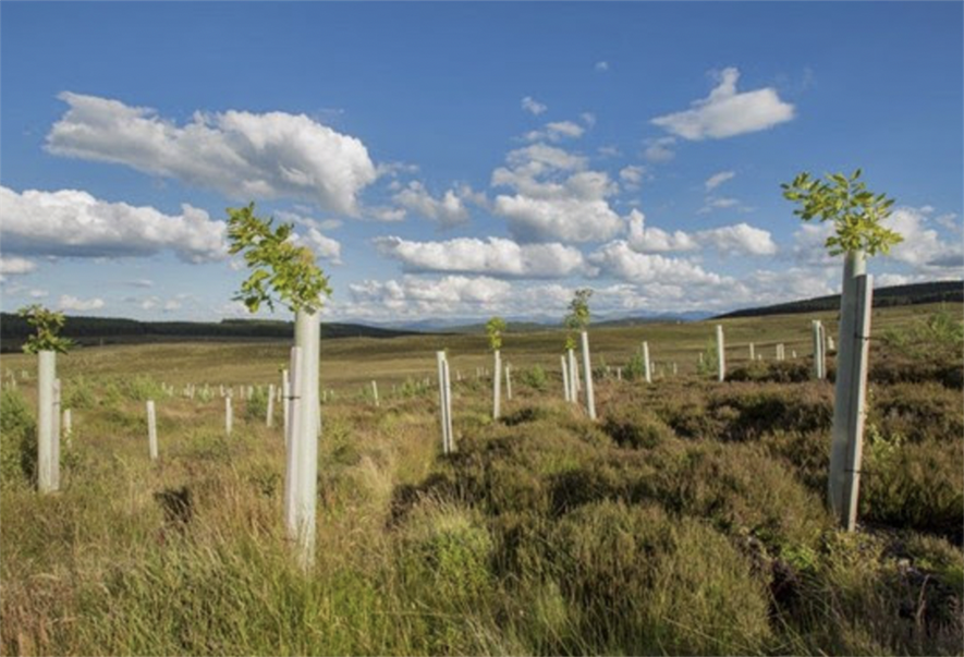 Credit: Scottish Forestry