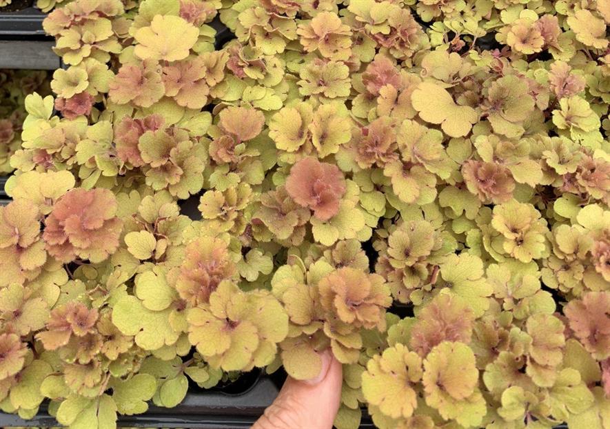 Heuchera Frilly