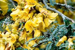Sophora tetraptera AGM - photo: Adrian Thomas