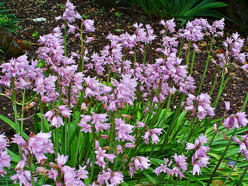 Spanish bluebell
