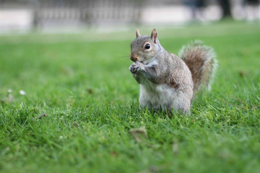 Campaigners claim glyphosate killed squirrels. Image: Pixabay