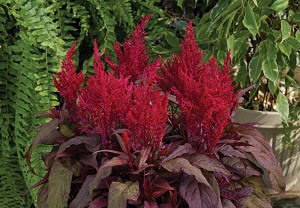 Celosia Dragon S Breath Wins New Plant Award Horticulture Week