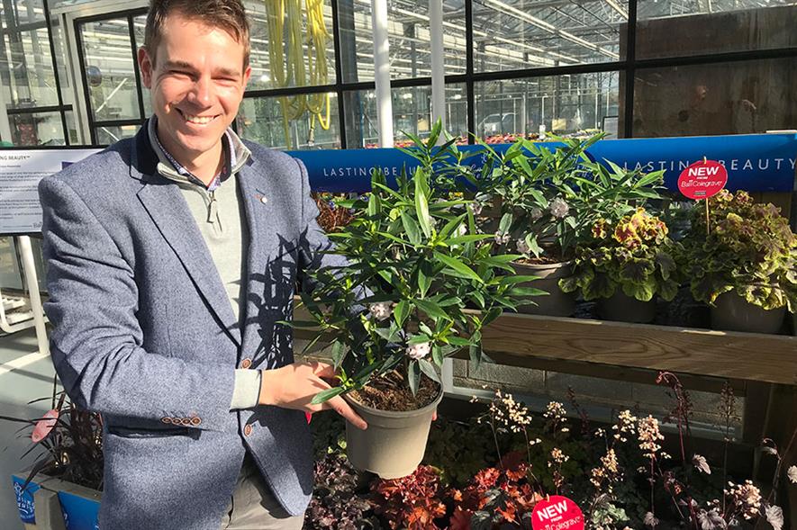 Steve Austin with Erysimum Spring Breeze