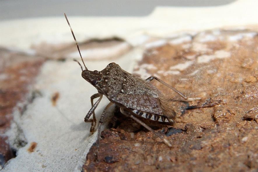 Stink bug - image: FlickR/Sh4rp_i
