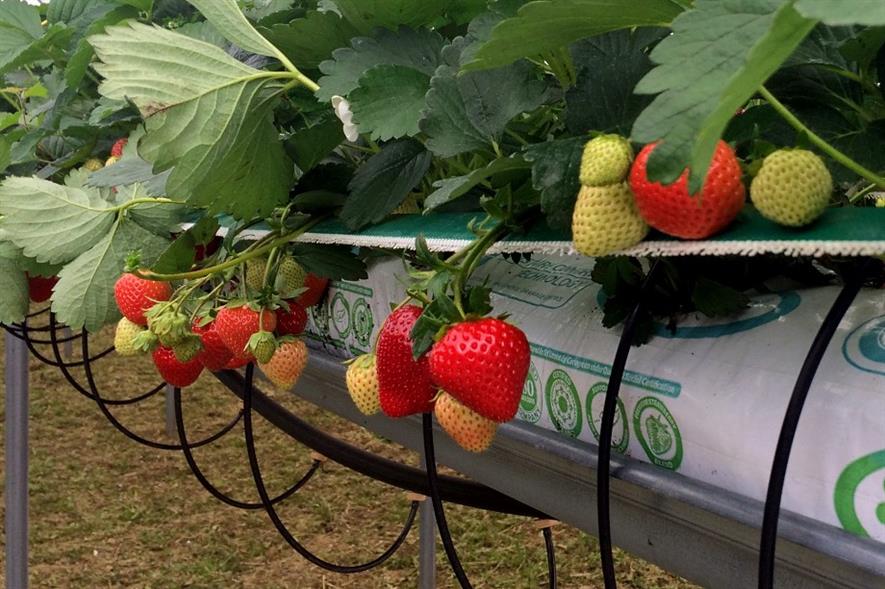 Soft fruit growers "can benefit from holistic approach to water use