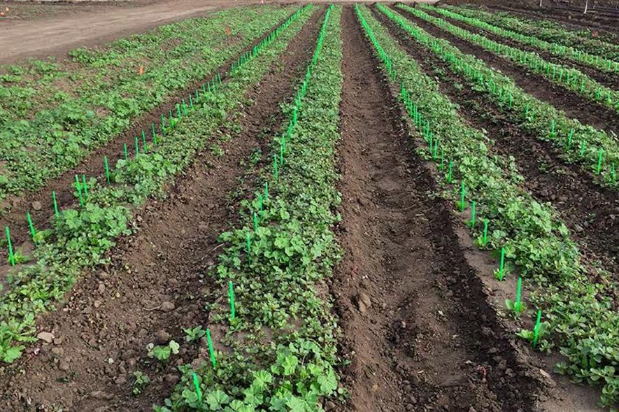 Young lettuce plants with "crop signalling" straws - image: University of California