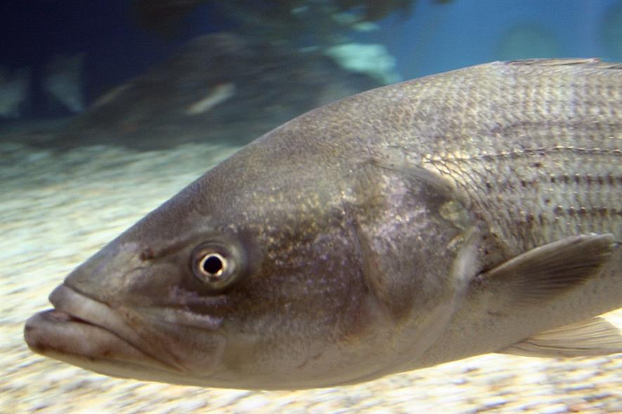 Striped bass - image: Maritime Aquarium at Norwalk