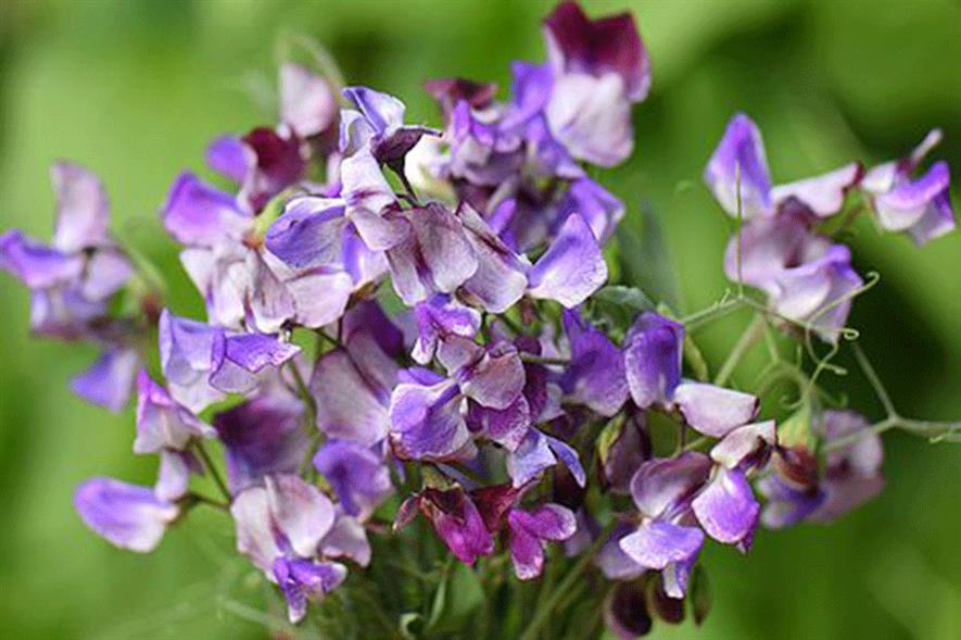 Sweet Pea ‘Three Times as Sweet’ - credit: T&M