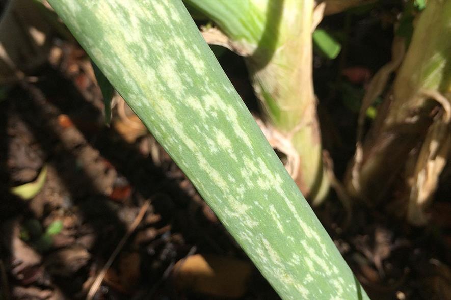 Bleached mottling, symptoms of damage caused by thrips on onion - image: Flickr/Scot Nelson (CC by 2.0)