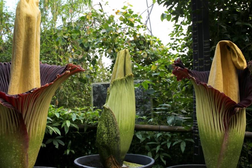Corpse flowers in bloom at the Eden Project. Image: Supplied