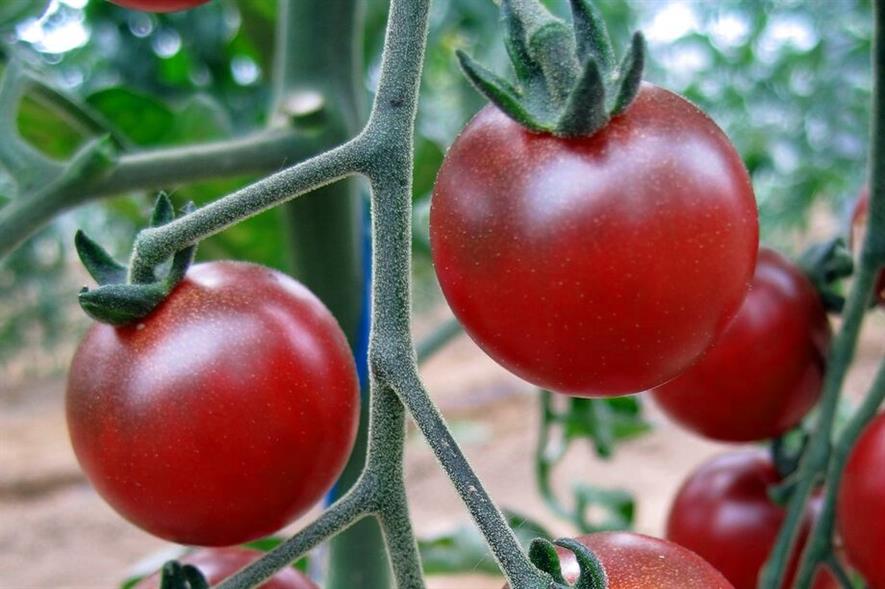 The Rosella tomato - image: Gourmet Genetics