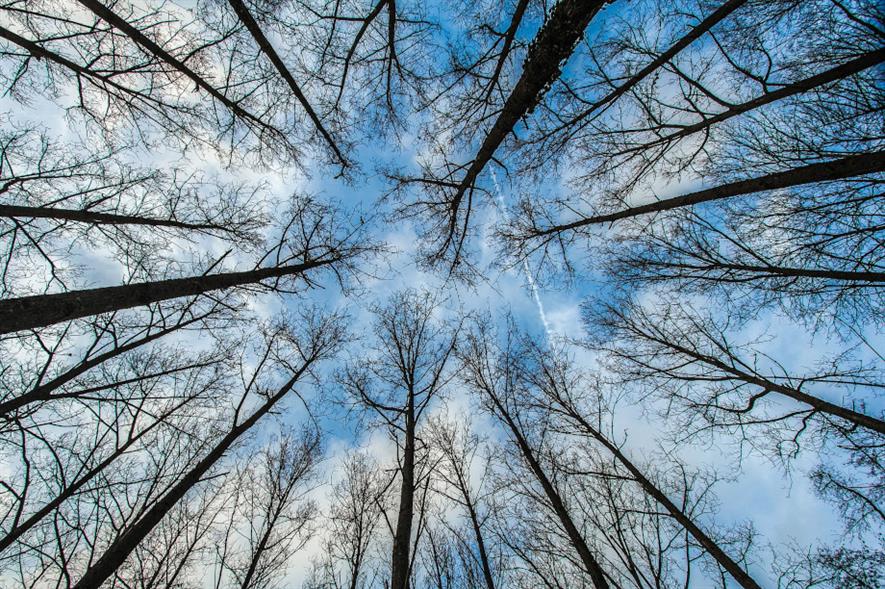 The One Billion Trees Initiative enables people and companies to buy or gift trees - credit: Pixabay