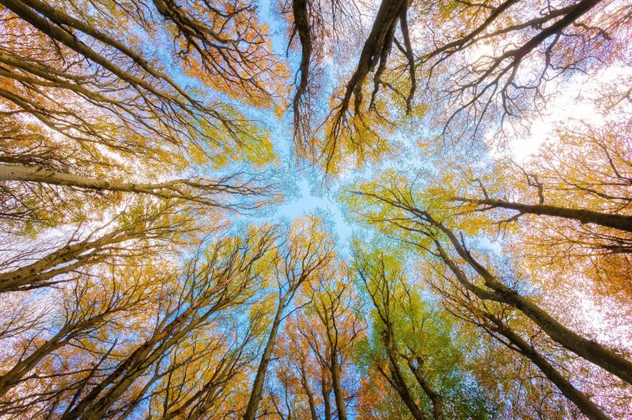 It is estimated that the trees will absorb 1.5 million kilograms of carbon dioxide - credit: Pixabay