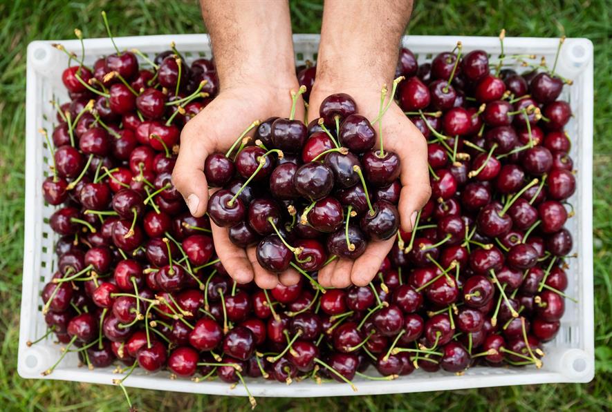 Recent Weather Conditions Put Strain On 21 Cherry Season Horticulture Week