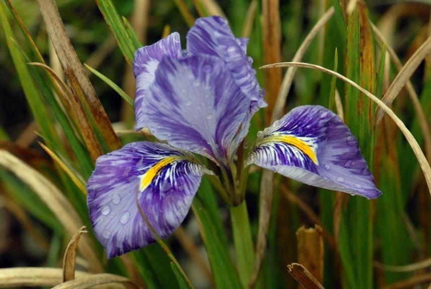 Iris unguicularis 'Kilbroney Marble' - credit: Paddy Tobin/Irish Garden Plant Society