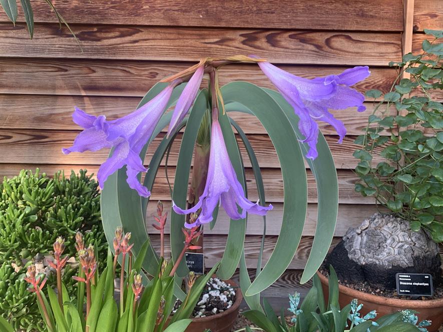 Rare Worsleya procera flowers with delicate trumpet-like purple blooms at RHS Garden Wisley