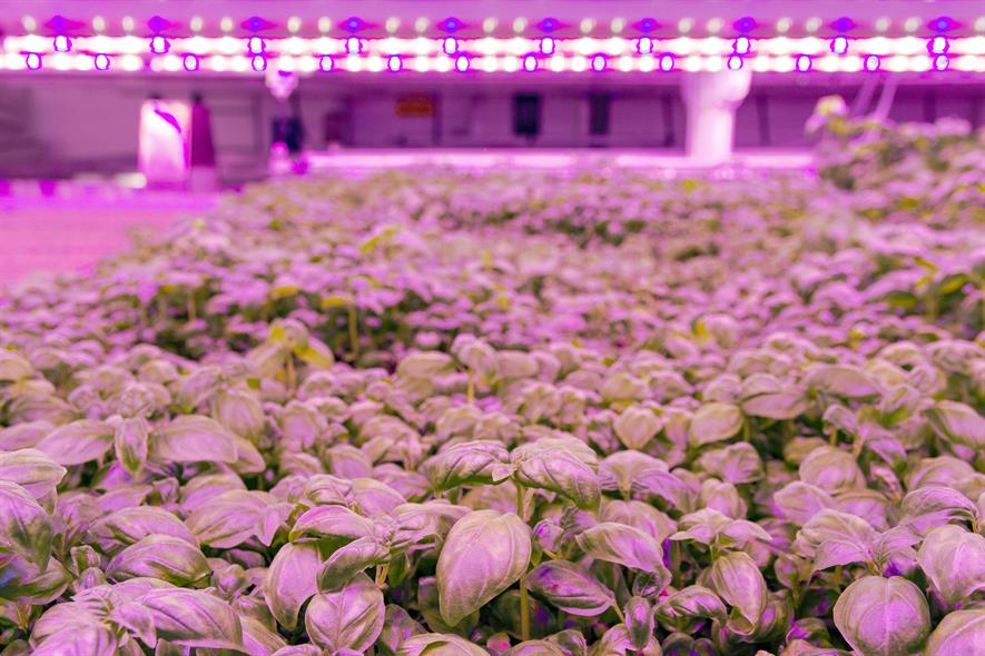 Plants under the pink horticulture lighting supplied by GE Current