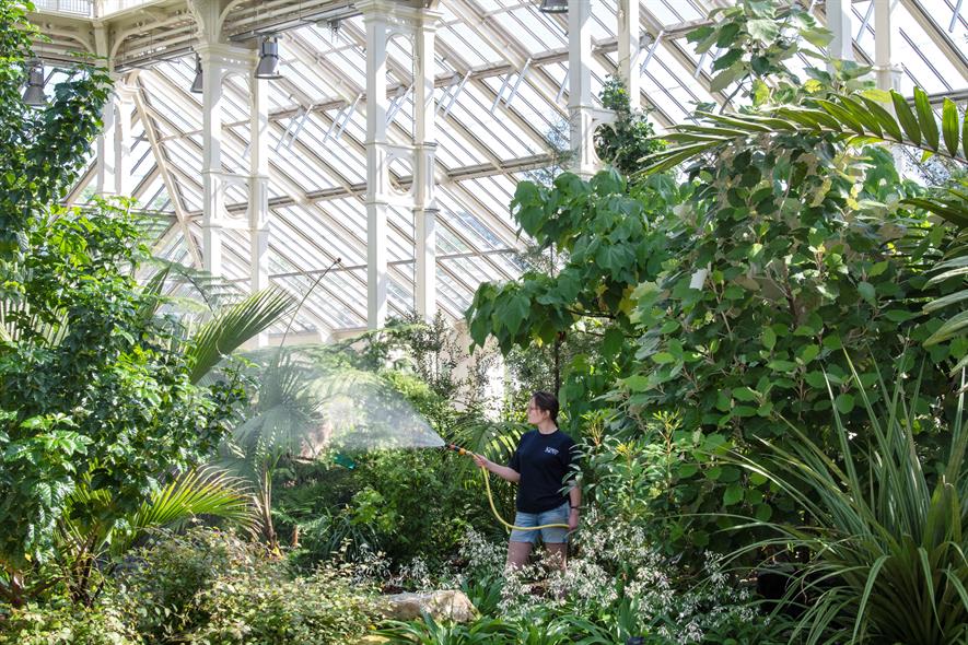Horticulturist Bryony Langley watering the collection of plants from the world’s temperate zones inside the Temperate House, at Royal Botanic Gardens, Kew