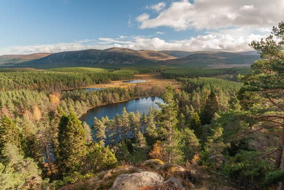 Forestry and Land Scotland  