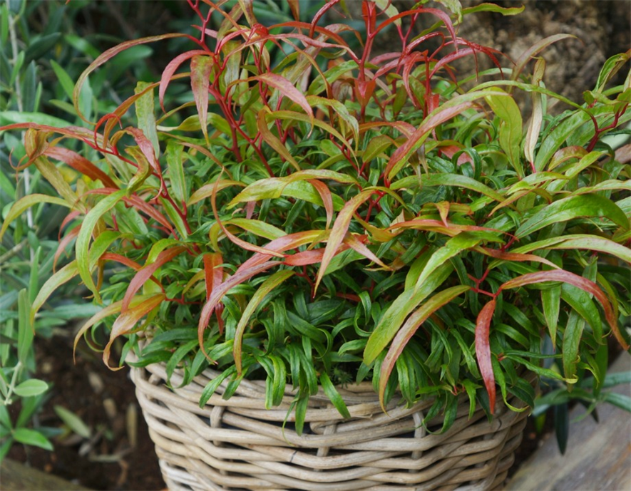 Leucothoe - winner at GrootgroenPlus