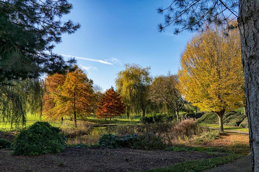 Autumnal colours at City Gardens in Campbell Park - credit: The Parks Trust