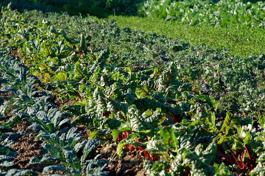 Image: Friends of Family Farmers (CC BY-ND 2.0)